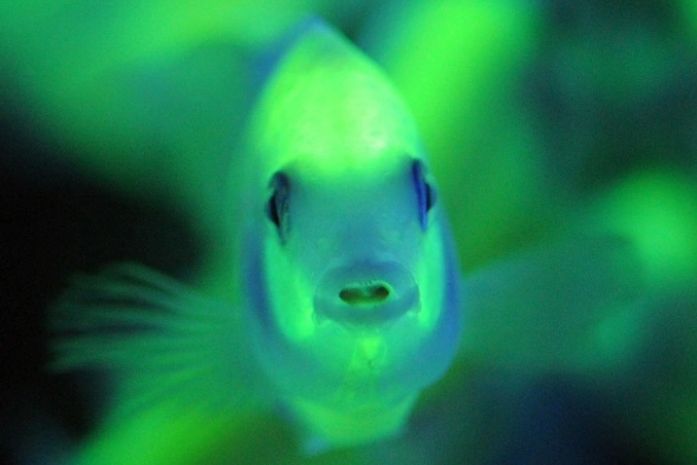 Peixe transgênico brilha no escuro