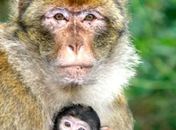 Macacos usam filhotes para impressionar os outros, diz estudo
