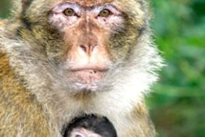 10 comportamentos surpreendentemente humanos em macacos