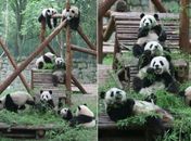 Preguiçosos, pandas esperam mudança para nova casa na China