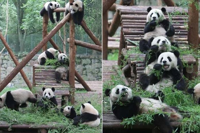 Preguiçosos, pandas esperam mudança para nova casa na China