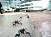 Caranguejos desorientados invadem as ruas de Cancun