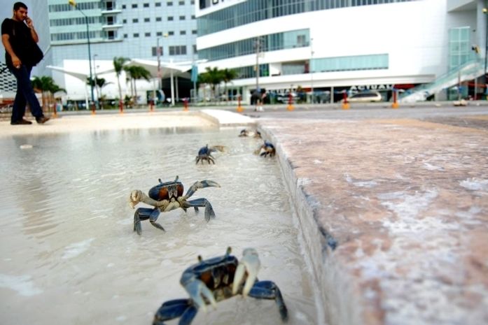 Caranguejos desorientados invadem as ruas de Cancun