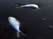 Peixes mortos em óleo na costa do Estado da Louisiana; vazamento da
BP é o pior da história dos EUA e, agora, também do golfo do México