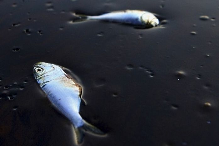 Peixes mortos em óleo na costa do Estado da Louisiana; vazamento da
BP é o pior da história dos EUA e, agora, também do golfo do México