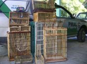 Operação Passaro Livre: 48 aves e até um gavião são apreendidos
