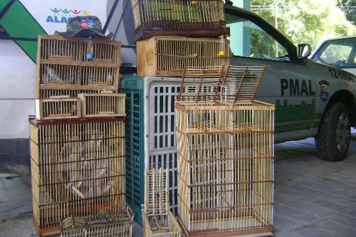 Operação Passaro Livre: 48 aves e até um gavião são apreendidos