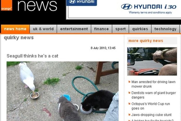 Em crise de identidade, gaivota pensa que é gato