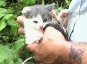 Gato foi retirado do bueiro por funcionário de companhia de encanamento