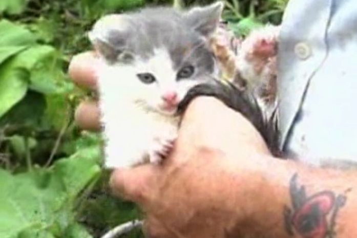 Gato foi retirado do bueiro por funcionário de companhia de encanamento
