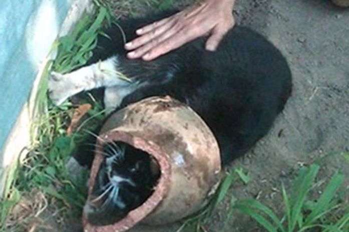 Gato persegue esquilo e acaba entalando a cabeça em cano