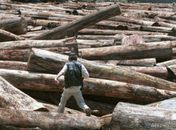'Mar' de árvores derrubadas no Pará em 2001, imagem que maioria dos brasileiros gostaria de deixar no passado