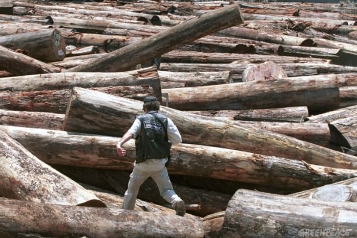 'Mar' de árvores derrubadas no Pará em 2001, imagem que maioria dos brasileiros gostaria de deixar no passado