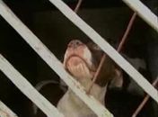 Pai e filho são detidos após invadir residência e matar cadela