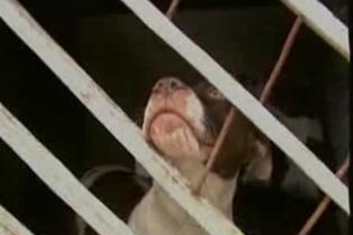 Pai e filho são detidos após invadir residência e matar cadela