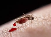 Cientistas criam mosquitos imunes à malária