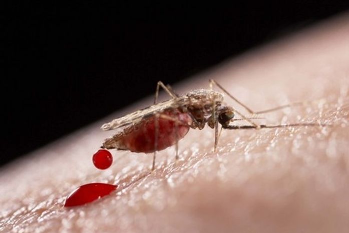 Brasil tem queda de 44% nos casos de dengue; 6 estados registram alta