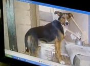 Cachorro percorre 60 km e, após 1 ano e meio, volta ao antigo lar