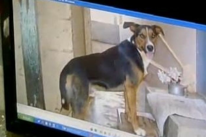 Cachorro percorre 60 km e, após 1 ano e meio, volta ao antigo lar