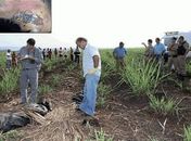 Alagoana é encontrada morta em um canavial do interior de Minas Gerais