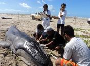 Filhote de baleia jubarte encalha na Barra de Santo Antônio