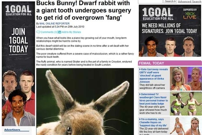 Coelho passou por uma cirurgia por causa de um dente gigante.