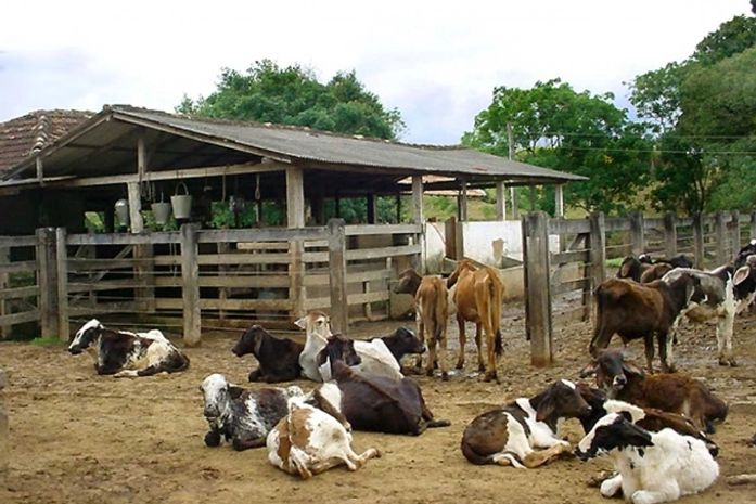 Dois Riachos:Feira de gado terá que se adequar a normas de segurança sanitária