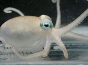 O polvo Adelieledone polymorpha, uma das novas espécies, em foto divulgada pelos pesquisadores.