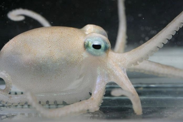 O polvo Adelieledone polymorpha, uma das novas espécies, em foto divulgada pelos pesquisadores.