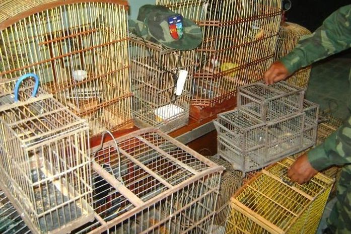 Polícia descobre cativeiro de passaros silvestres no interior