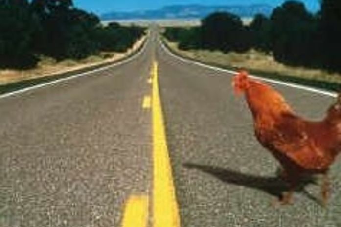 Por quê o frango e a galinha atravessam a rua ou a estrada? – Matéria  Incógnita