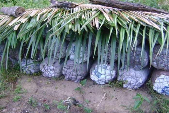 Carga irregular de carvão é apreendida em fazenda na região de Fleixeiras