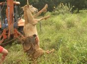 Cavalo cai em fossa e é resgatado por Bombeiros em Penedo
