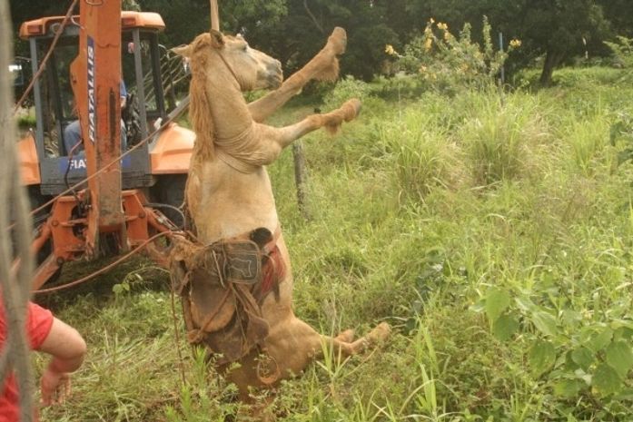 Cavalo cai em fossa e é resgatado por Bombeiros em Penedo