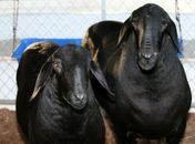 Programa Alagoas Mais Ovinos entrega animais em Delmiro Gouveia