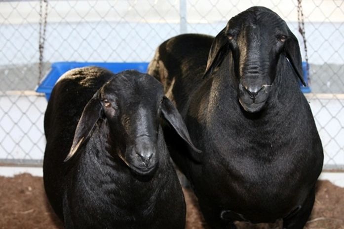Programa Alagoas Mais Ovinos entrega animais em Delmiro Gouveia