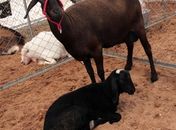 Animais devem potencializar geração de renda no Sertão