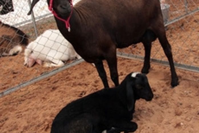 Animais devem potencializar geração de renda no Sertão