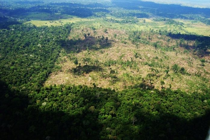Fiscais do Ibama interrompem desmatamento no Pará