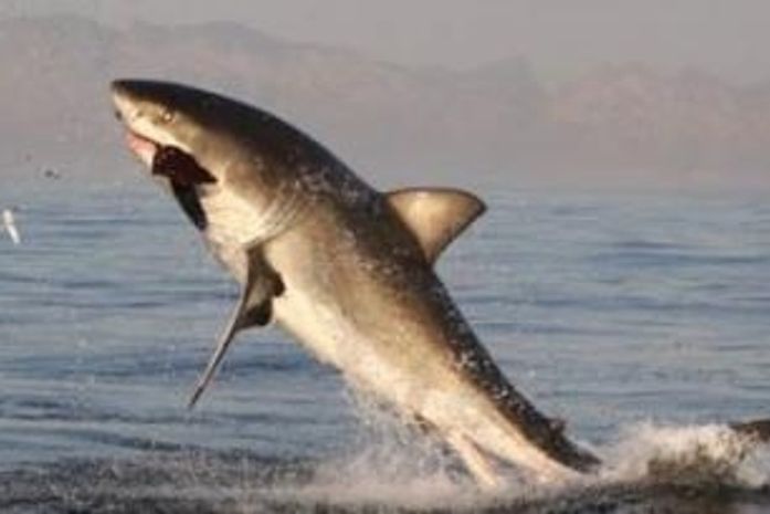 Fotógrafo flagra tubarão branco saltando fora d'água para pegar presa