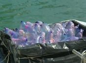 Águas-vivas invadem praias da Espanha