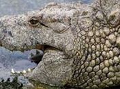O crocodilo australiano Harry, também teria acertado a vitória da Espanha na Copa