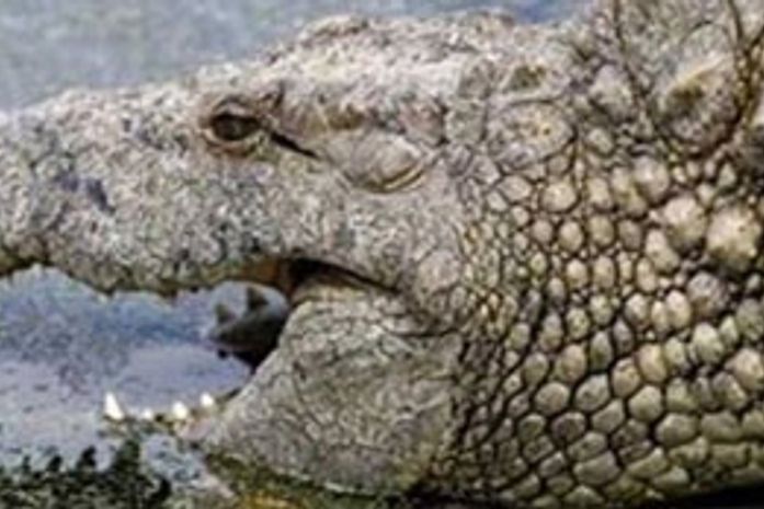 O crocodilo australiano Harry, também teria acertado a vitória da Espanha na Copa