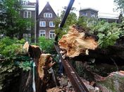 Temporal derruba árvore de Anne Frank em Amsterdã