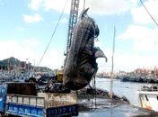China: tubarão de 6 m morre ao ficar preso em rede de pesca
