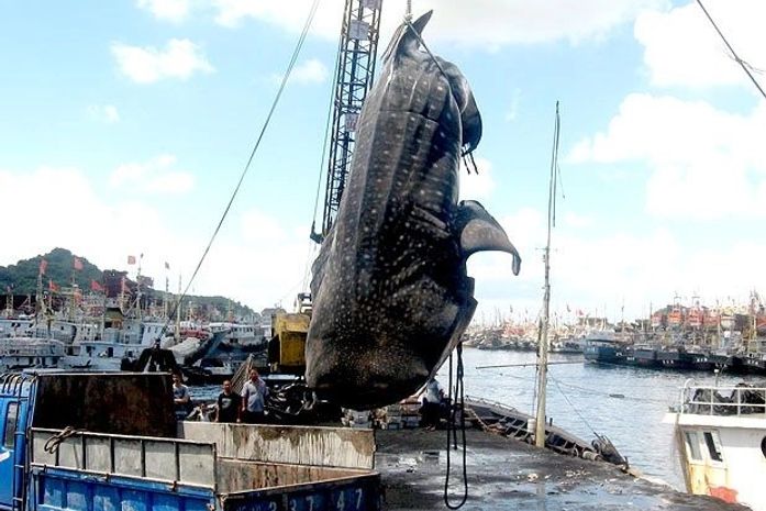 China: tubarão de 6 m morre ao ficar preso em rede de pesca