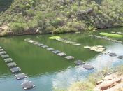 Técnicos, produtores e estudantes discutirão propostas para dinamizar a cadeia da aquicultura e pesca