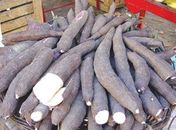 Compra de alimentos: Prefeituras vão aderir ao PAA durante a Expobatalha