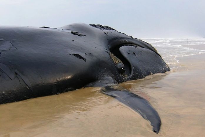Biólogos cogitam aplicar mais uma vez injeção letal em baleia encalhada