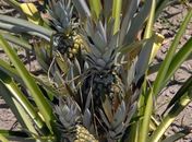 Pesquisa recomenda plantio do abacaxi para diversificação do cultivo